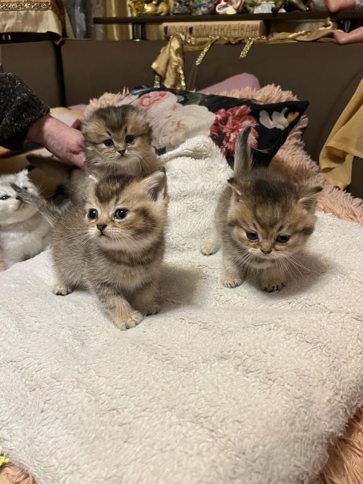 Шотландские котята