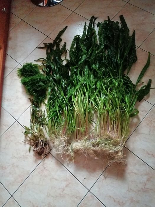 Kryptokoryny karbowane