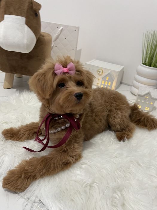 Помапу — Маленькі моделі для обіймів