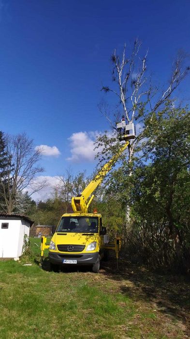 Wycinka drzew Tarczyn | Frezowanie pni | Przycinanie drzew
