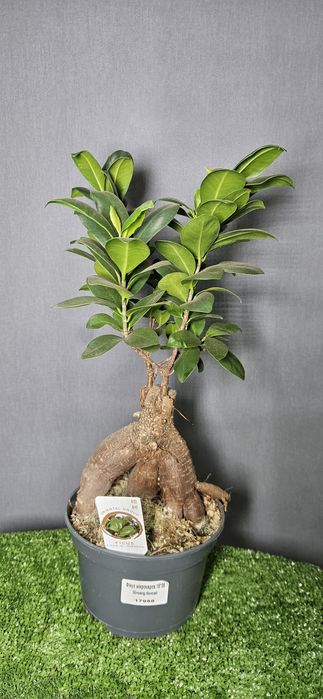 Продам бонсай ,бамбук в горшке ,ананас, мандарин ,цимбидиум