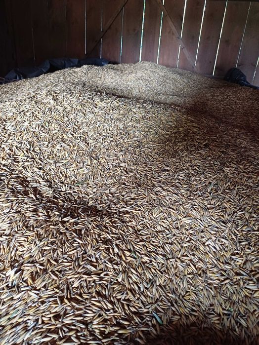 Sprzedam owies 2025r