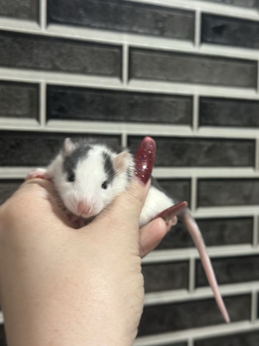 Щурики , пацючки ,криски маленькі