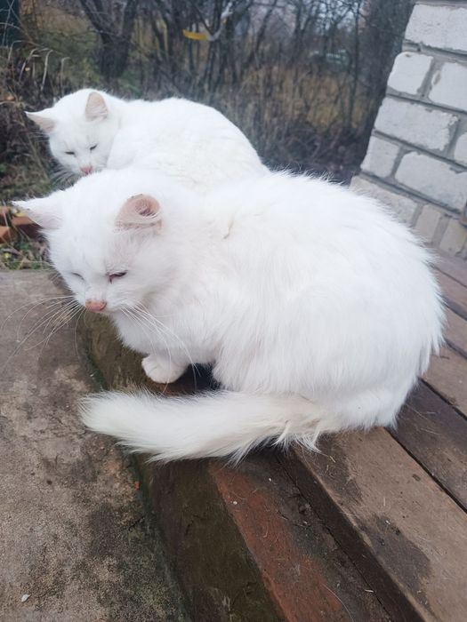 Котики Козача Лопань снежок, беляшик, снежинка, рижик, снайпер, комуфл