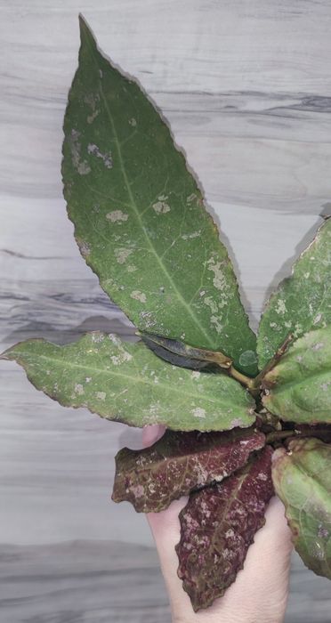 Хойя Hoya Undulata Army