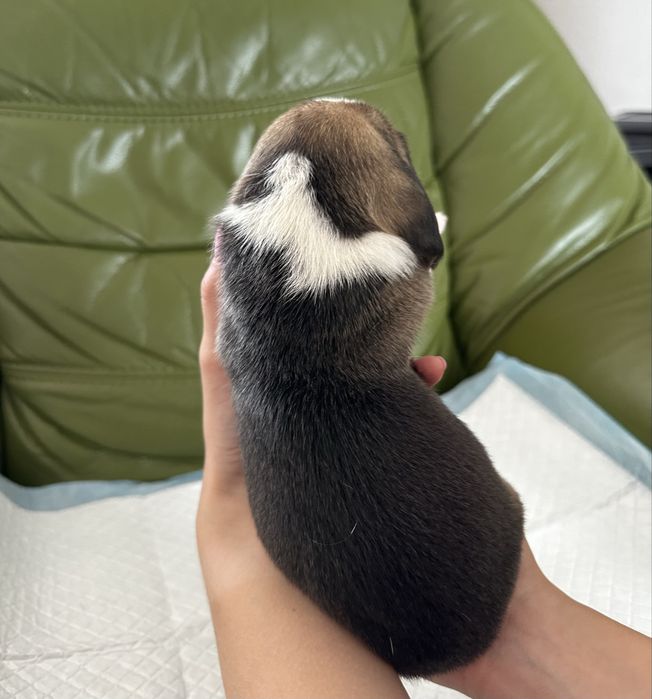 szczeniak beagle