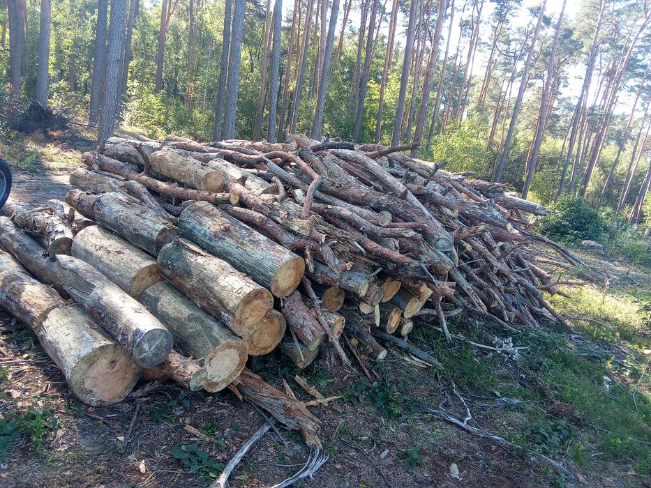 Drzewo opałowe suche