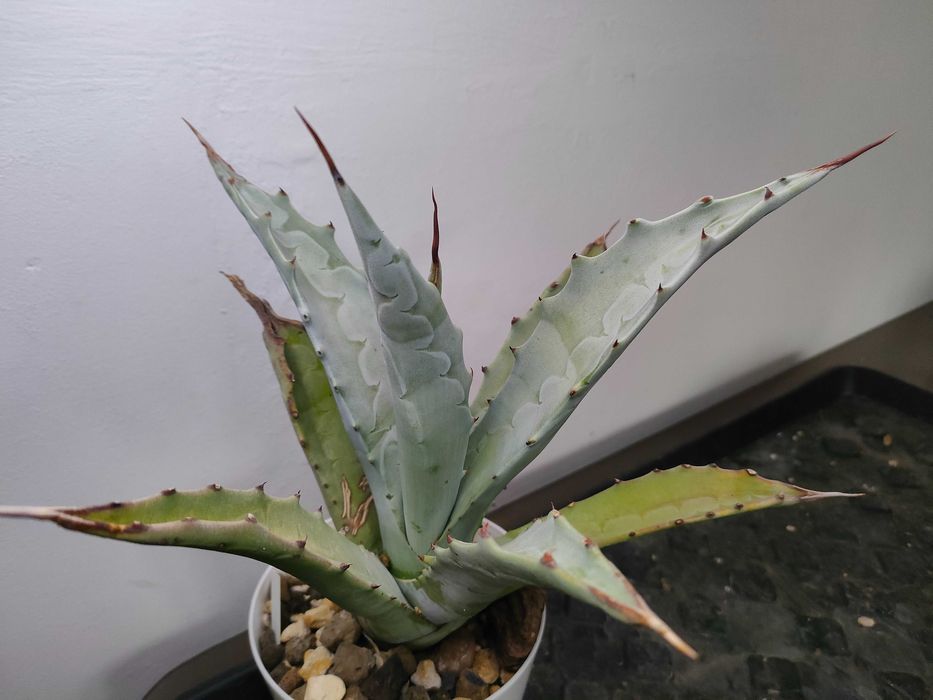 Agawa cerulata, agave