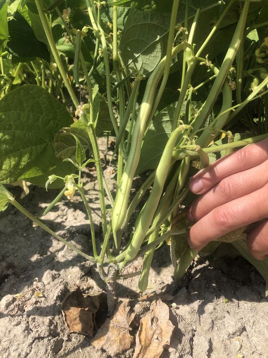 Насіння квасолі сорту «Іголомська»