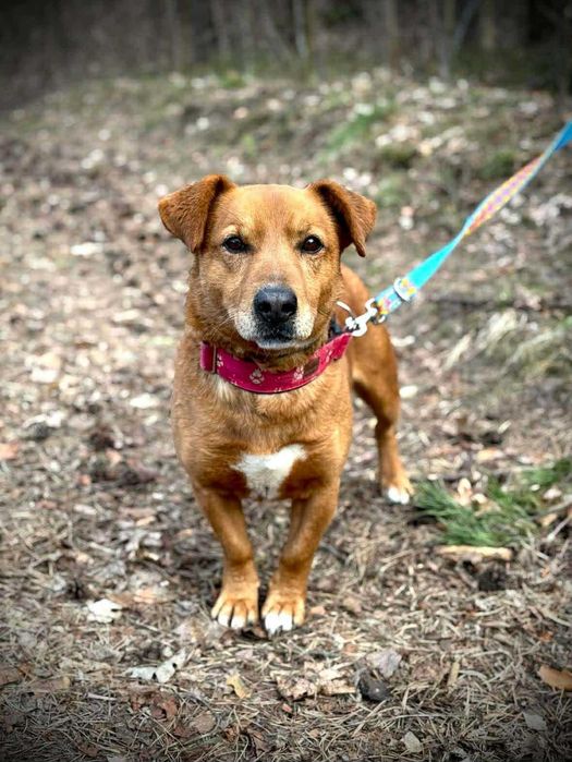 Mały rudzielec ŁUBIN czeka na przyjaciela i normalne życie