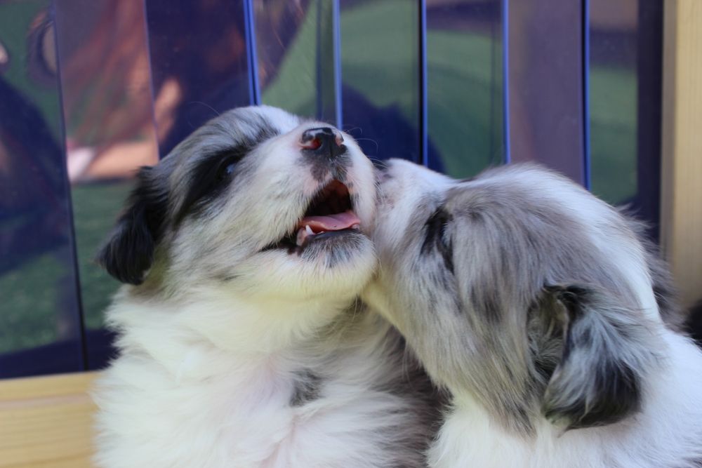 Valentino FCI Zkwp Border Collie