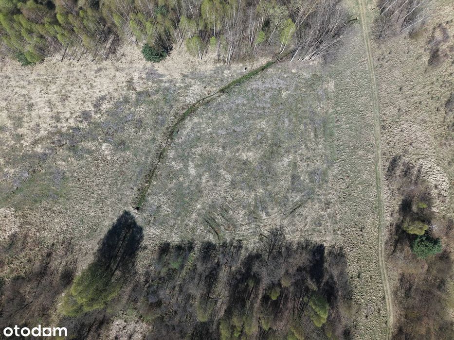 Działki budowlane w lesie - Widok 3