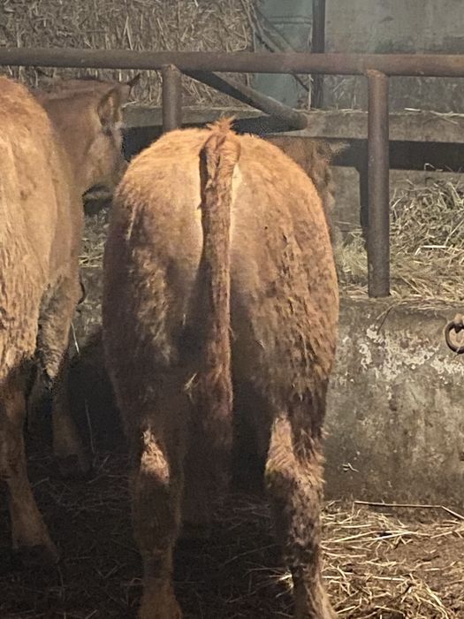 Vitelos machos limousines com 10 meses