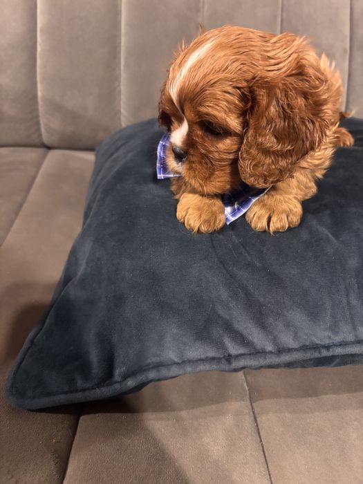 Cavalier king charles spaniel rubinowy.   REZERWACJA