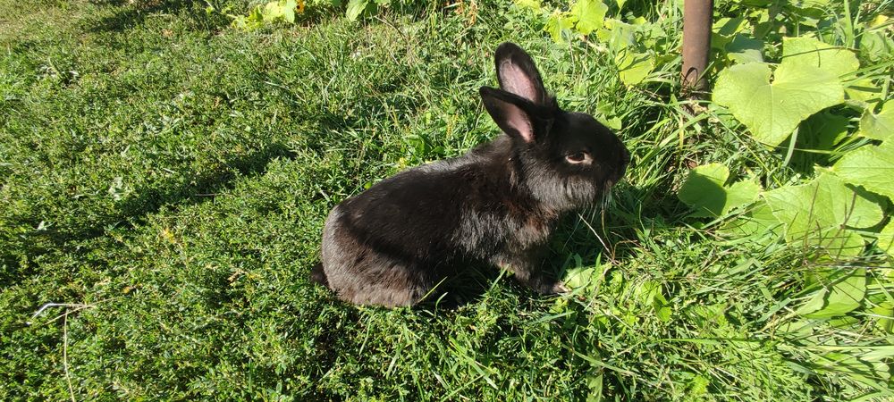 Продам декоративного кролика