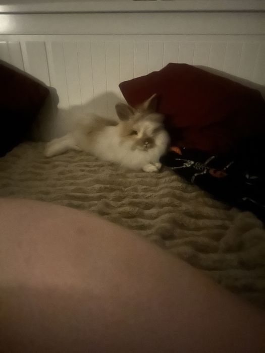 na sprzedaż dwa króliczki