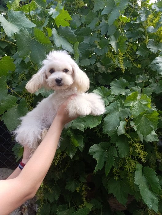 Мальтіпу дівчинкаа і хлопчик