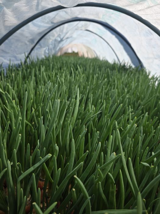 Зелена цибуля, перо.