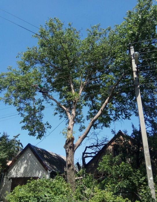Профессиональный спил деревьев любой сложности.