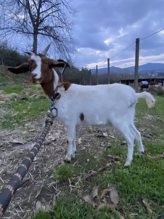 Cabras boer ( casal )