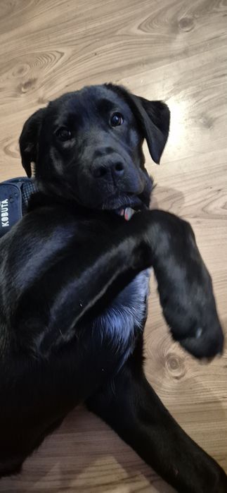 Suczka w typie labradora