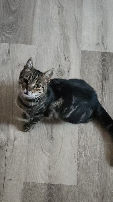 Нашлась кошка Азиатский Табби Полосатая Тигровая азиатская  поселок котовського поскот Одесса пересыпский Дворовая дворняжка уличная беспородная