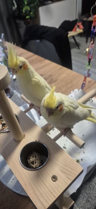 Nimfa młoda           .