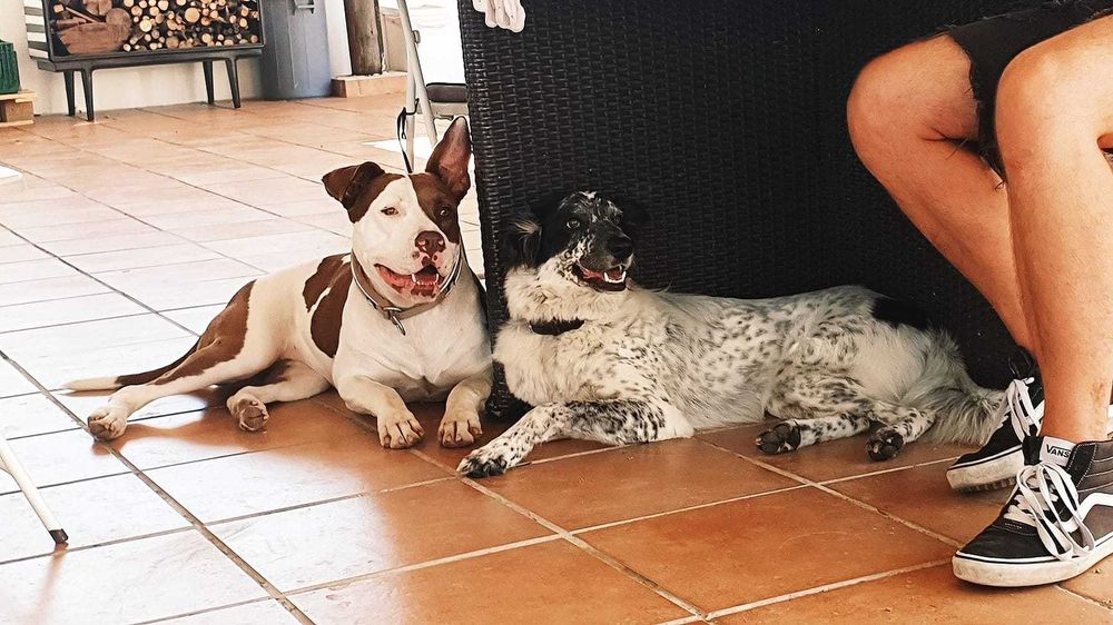 Treinador de Cães | Obediência | Pet Sitting | Passeios