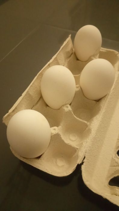 Ovos galados ganso Guiné