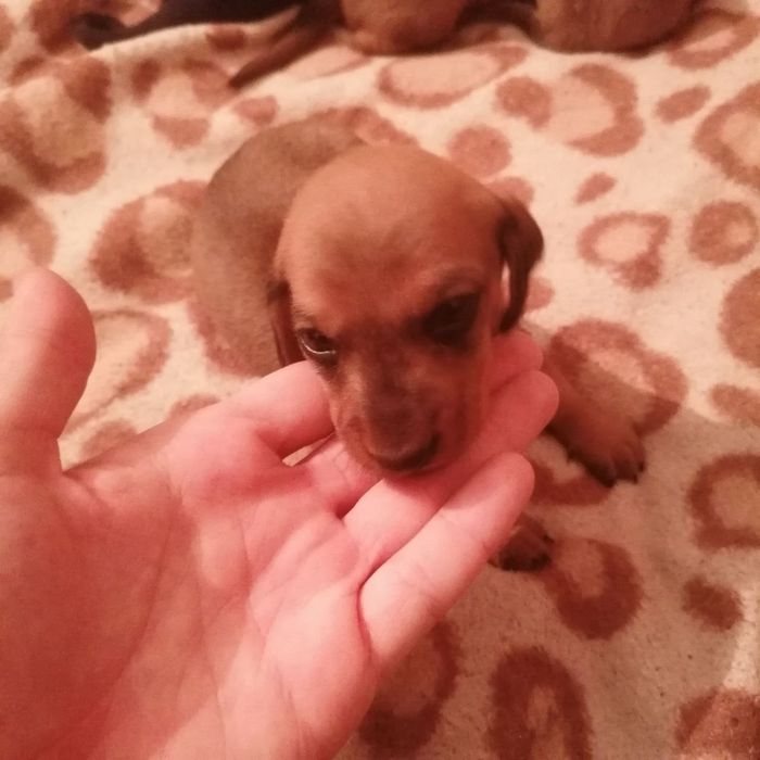 Продаються такси дівчатка 3000грн(можливий торг)