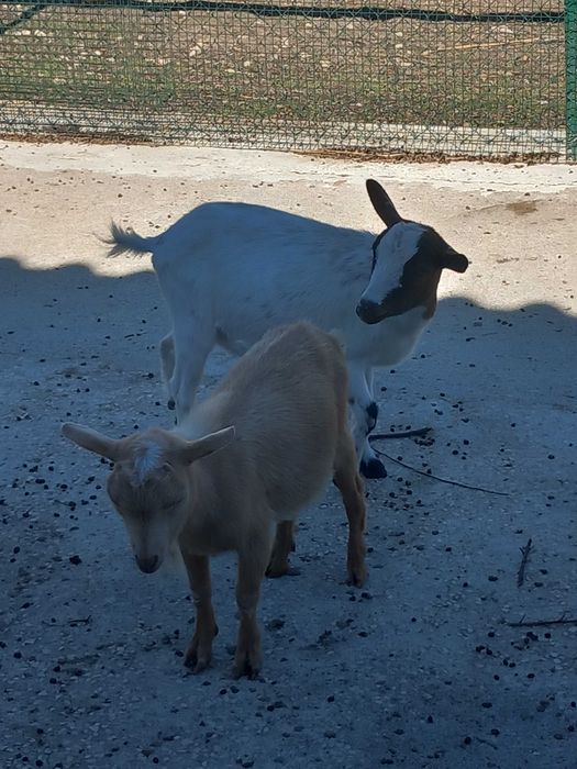 Cabrinhas micro anãs F/M