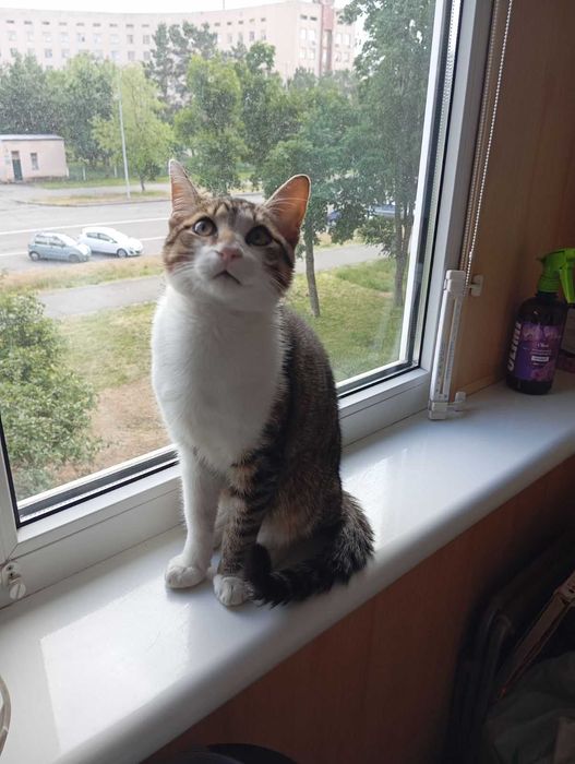 Гарний котик в добрі руки