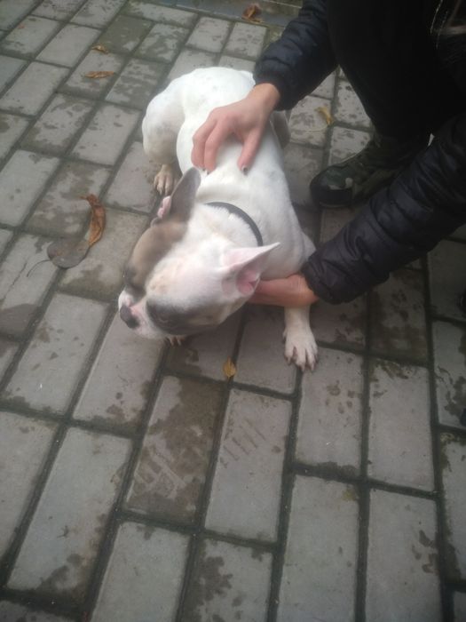 Вязка французского бульдога