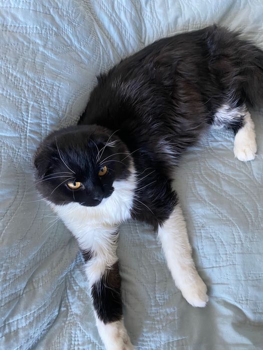 Віддам в добрі руки кота