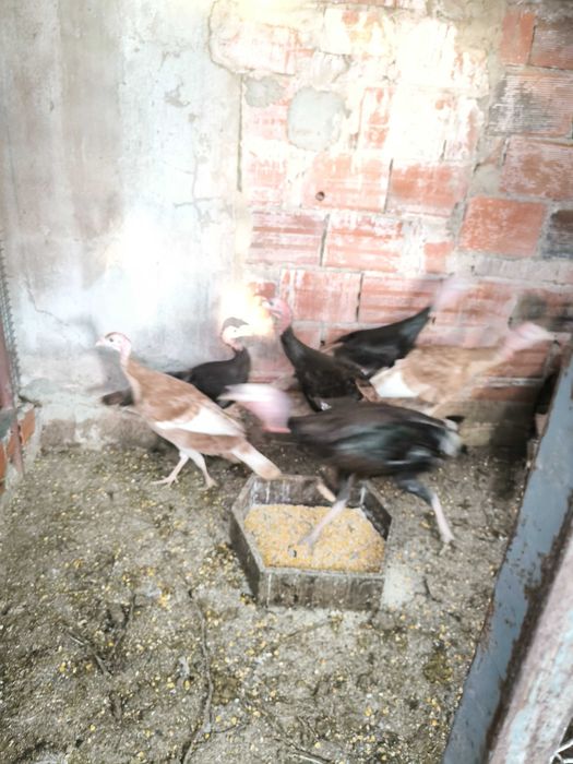 Perus pretos e castanhos