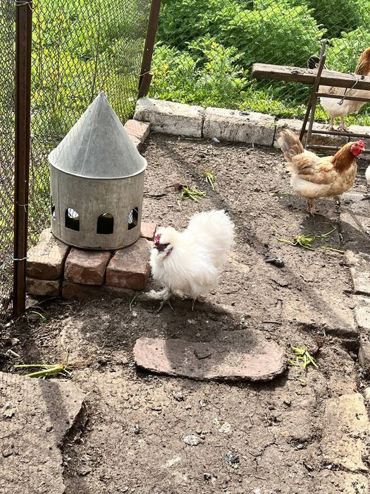 У продажу Кітайські шовкові пухові півники.