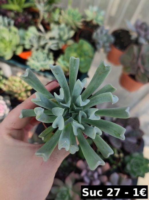 Suculentas lindas: echeverias, aeonium, variegata etc