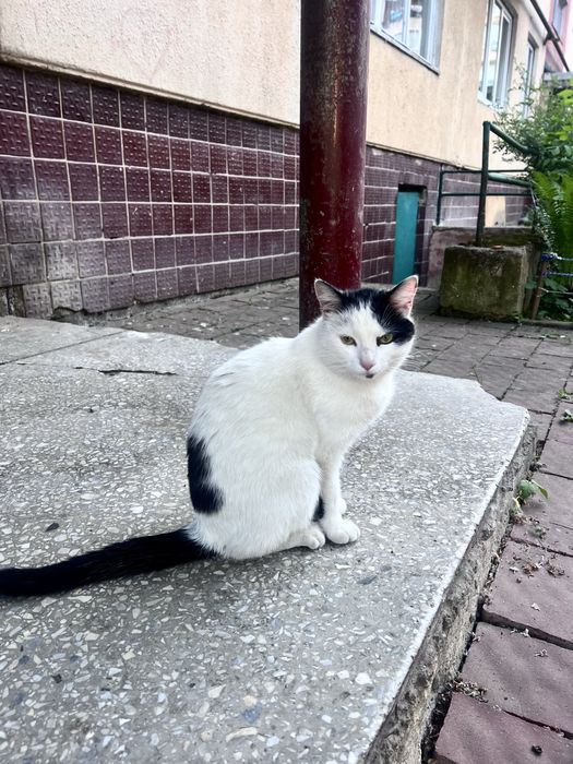 Киця в добрі руки, котик
