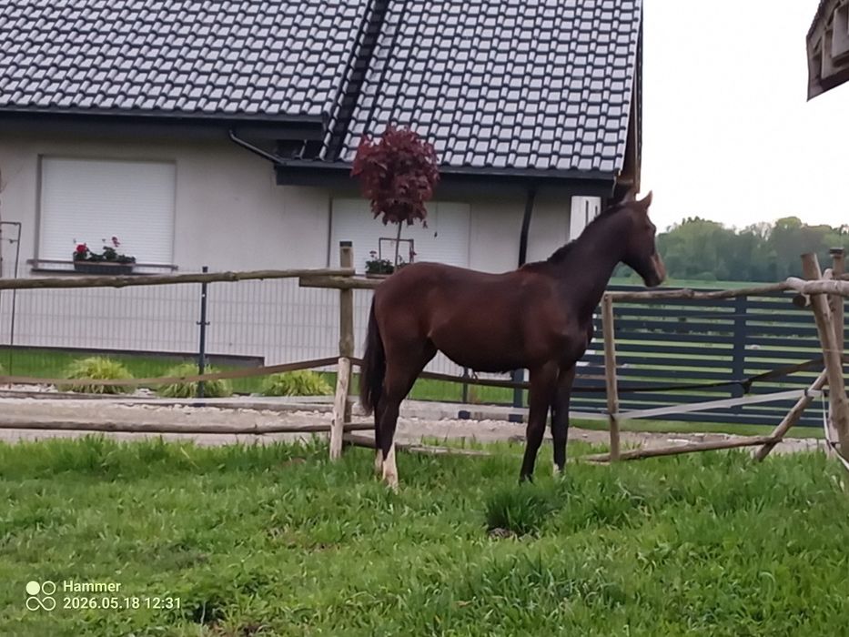 Sprzedam ogierka.