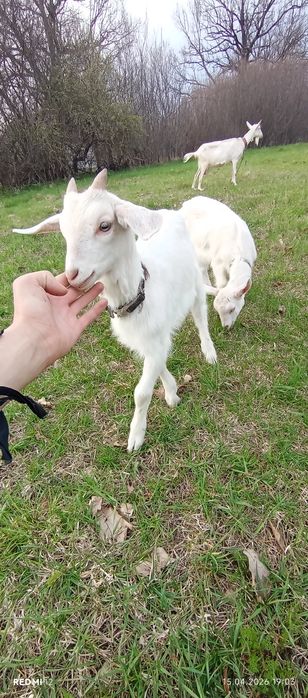 Продам 3 козки 1 козлик