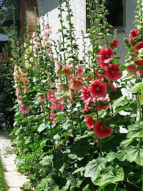 Мальви декоративні насіння.