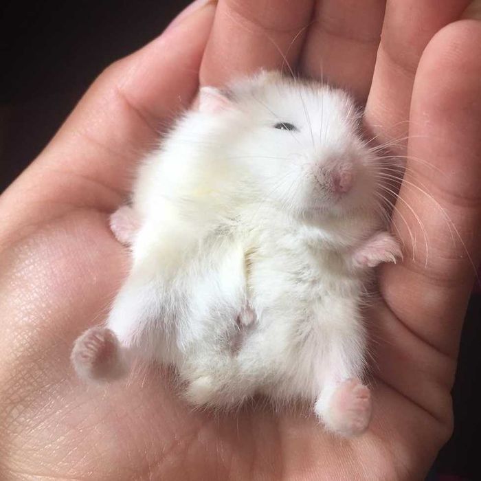 Роскошные джунгарские хомячки, белоснежного окраса, хомячата, хомяки