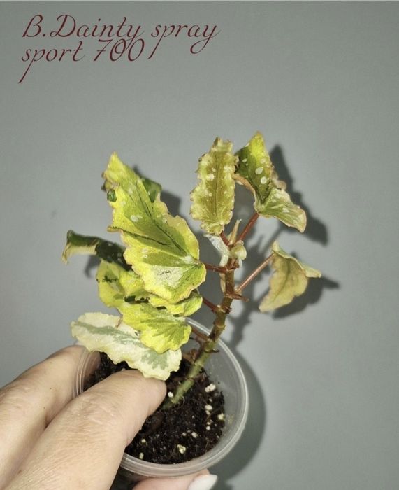 Рідкісні бегонії