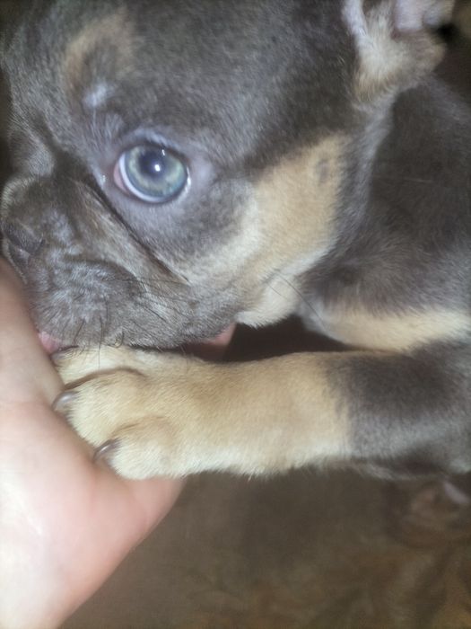 Французский бульдог