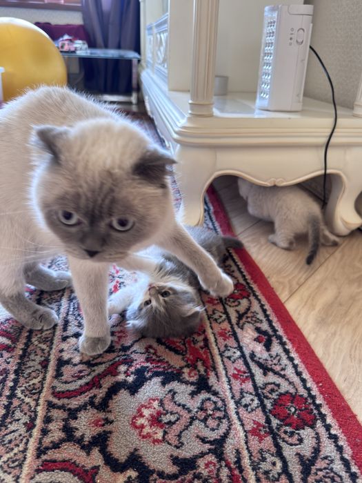 Продаж кошеня хлопчик британської висловухої пойнт-колор