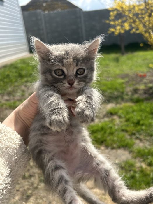 Кошенята в добрі руки