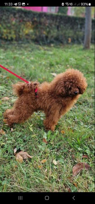 Кобель той пудель на злучку