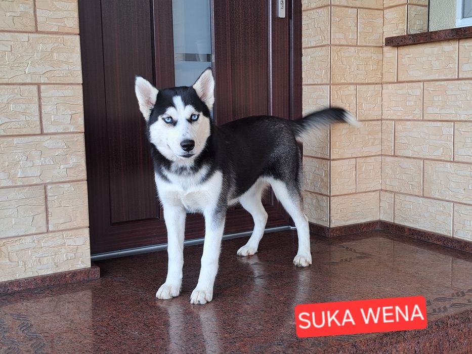 Husky Syberyjski