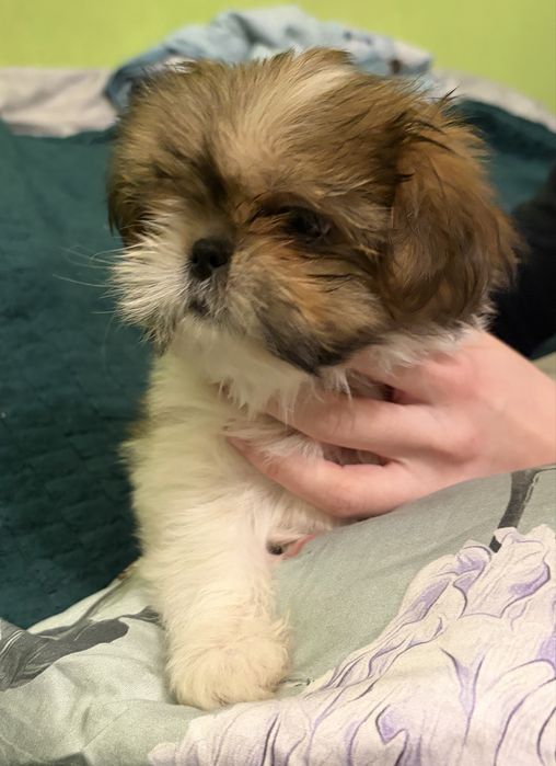 Śliczny piesek gotowy do zmiany domku