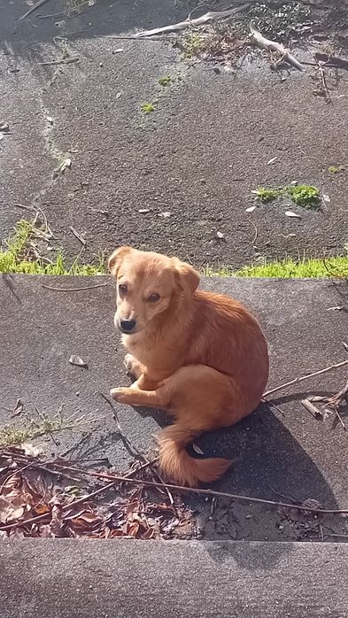 Cães para adopção